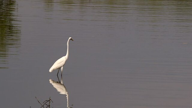 Beautiful white Egret standing quietly in shallow river water