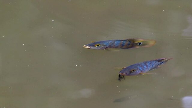 Pair Of Mayan Cichlid Fish Swimming Below Water Surface In A Pond - close up, high angle