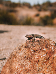 lizard on the rock