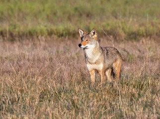 Coyote (Canis latrans), a presumable natural hybrid with red wolf (Canis rufus) in a wet meadow, Galveston, Texas, USA.