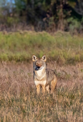 Coyote (Canis latrans), a presumable natural hybrid with red wolf (Canis rufus) in a wet meadow, Galveston, Texas, USA.