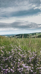 lavender field in region
