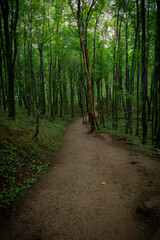 Obraz premium path in the woods