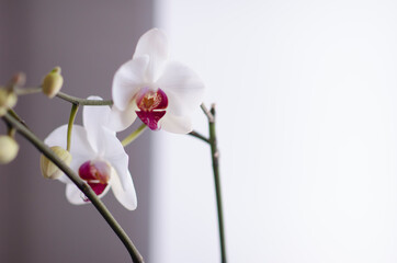Naklejka na ściany i meble Blooming orhid flowers Phalaenopsis white colors blossoming close up. Beautiful pistil of an orchid. Flora of the house, close-up of blooming orchids. A beautiful plant at home. Home flowers and
