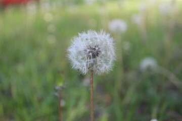 White dandelion on a blurr green grass background with summer spears copyspace
