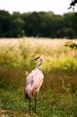 Obraz na płótnie Canvas grey crowned crane
