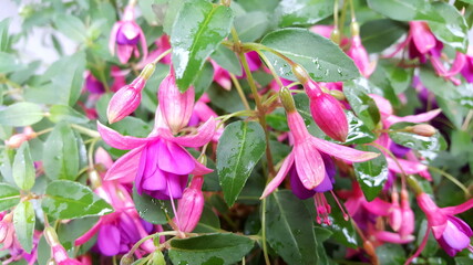 fuchsia
