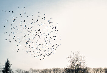 Flock of birds flying in the sky