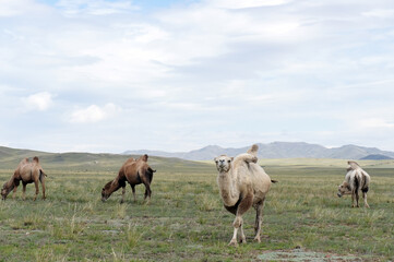 Naklejka na ściany i meble Wild Camels, Tuva, Kyzyl, Siberia, steppes, Russia