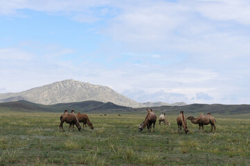 Fototapeta na wymiar Wild Camels, Tuva, Kyzyl, Siberia, steppes, Russia