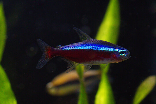 roter Neonsalmler (Paracheirodon axelrodi)