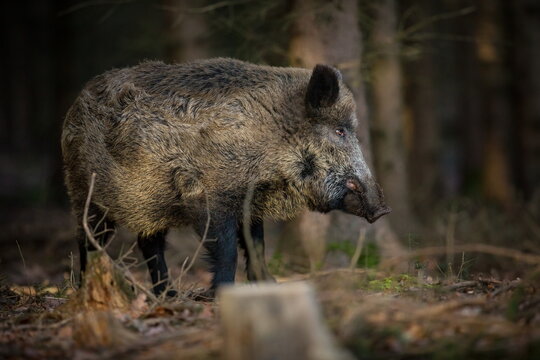 Sus scrofa. The wild nature of the Czech Republic. Free nature. Picture of an animal in nature. Beautiful picture. Animal in the woods. Deep forest. Mysterious Forest. Wild. From animal life. Wild boa