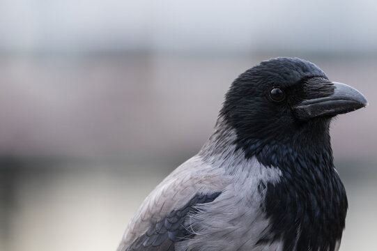 Nebelkrähe (Corvus corone cornix) Portrait 