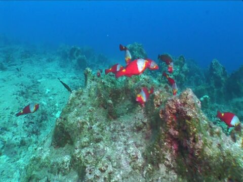 parrotfish red ones underwater mediterranean habitat