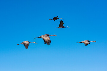 Sandhill Crane (Grus canadensis)