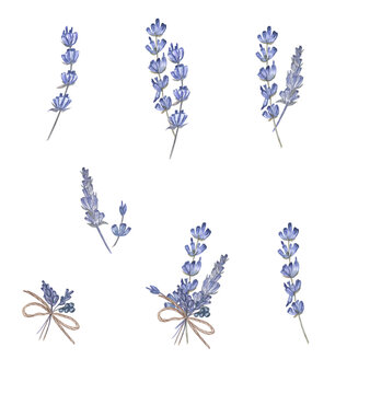 Watercolor illustration of lavender flowers on white isolated background. 