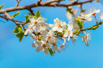 Flowering trees. Cherry plum flowers on a tree on a background of blue sky