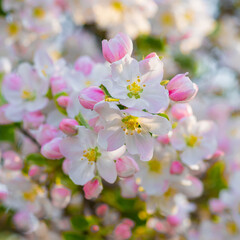 Fototapeta na wymiar Pink apple flowers close up in bright light