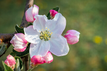 Apple tree flower with buds close up in sunny weather