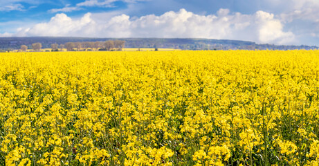 Obraz premium Rapeseed blossoms in spring field, rural landscape