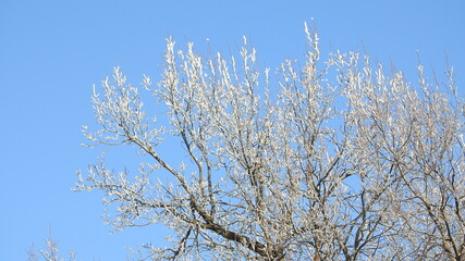 frosty branches against sky