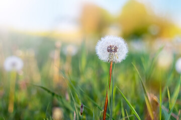 White dandelion in a field among the green grass