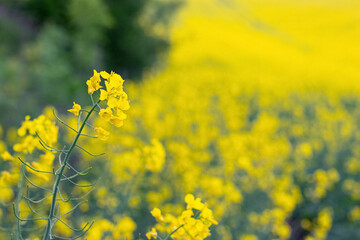 Spring background with yellow rapeseed flowers on a blurred background