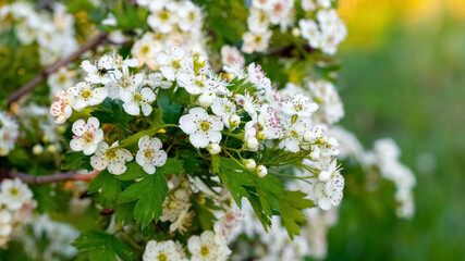 Hawthorn blossoms. White hawthorn flowers on the bushes in the field