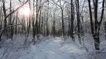 morning in the winter forest