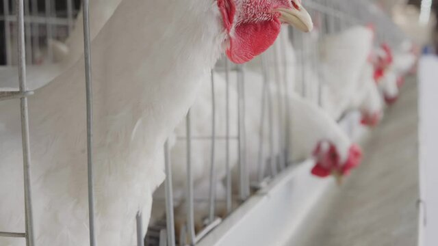 Close view of pure white broiler chicken looking out through mesh fenced broiler chicken breeding farm. Broiler poultry farm industry