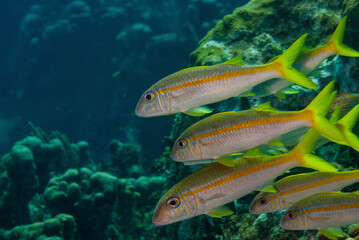 School of Yellow Goatfish swimming in the Little Cayman Islands