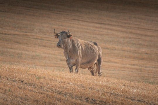 A morucha cattle in a field covered in the grass in Spanish Dehesa, Salamanca, Spain