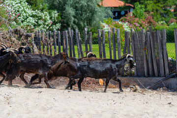 Herd of brown and black goats with horns walking on white sand beach near wooden fence in Greece