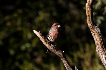House Finch (Carpodacus mexicanus)