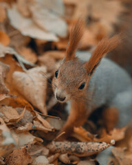 red squirrel hand-feed in a city park