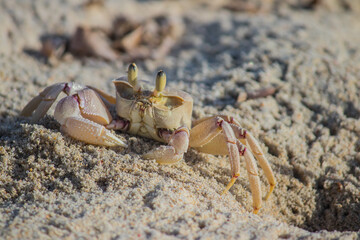 Lonely crab at the sandy beach enjoying the sun