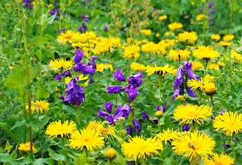 Bright yellow flowers elecampane and purple bellflower among green grass. Beautiful summer or spring natural floral background, Campanula and Inula helenium flowers of the Caucasus mountains