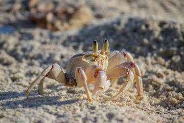 Fototapeta na wymiar Lonely crab at the sandy beach enjoying the sun