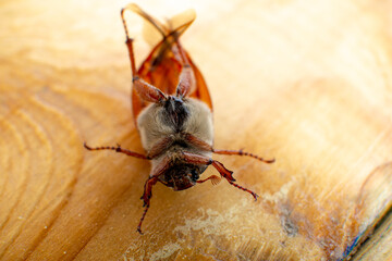 May beetle on a wooden background close-up shooting