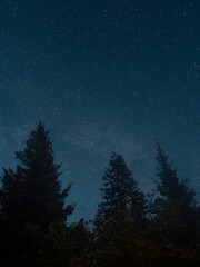 Fototapeta na wymiar dark night forest against the background of a bright starry sky