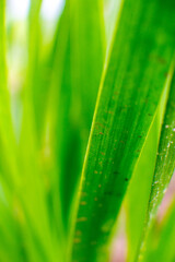 Fototapeta na wymiar Juicy green onion stalks in the garden close-up
