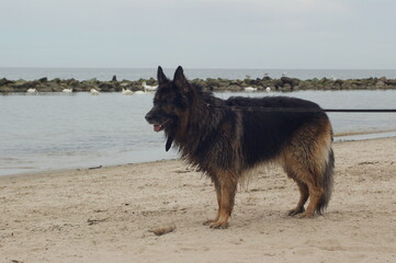 Owczarek Niemiecki na plaży 