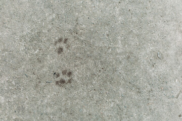 Cat footprint in the concrete pathway. Copy space