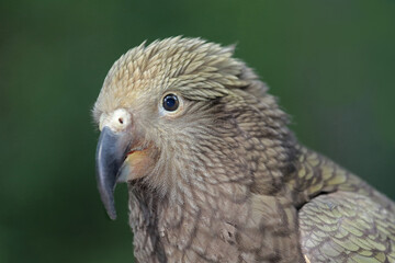 Kea, Portrait vor grünem unscharfen Hintergrund, Nestor notabilis
