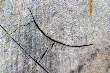 The cut of the tree is dry and gray with cracks.