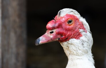 Polska wieś © FotoWave Dawid Nowak