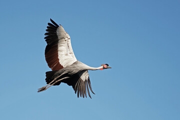 Kronenkranich im Flug vor blauem Himmel, Balearica pavonina
