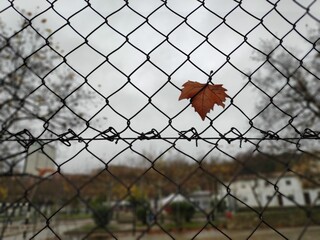 browm maple leaf on the metallic fence in autumn season, autumn leaves and autumn colors..