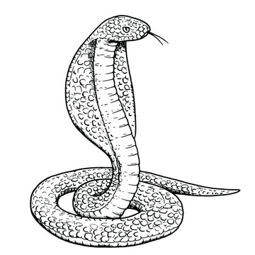 Drawing of cobra snake - hand sketch of wild reptile