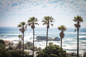 Fototapeta na wymiar palm trees on the beach, camps bay, cape town, south africa